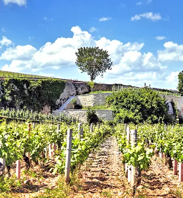 Vineyards in Burgundy, with a tree on the crest of the hill.