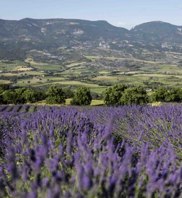 Champs de lavande en Drôme Provençale