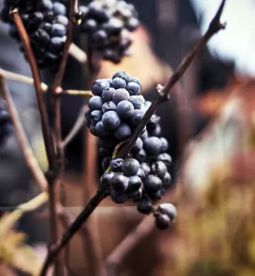Grappe de raisins - Bourgogne emotions