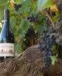 Vin et cep - Roussas © Alexandre Bienfait