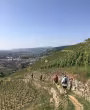  © Terres de Syrah