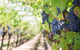 vigne_vallée_du_rhone