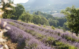 Paysage et lavande © Ana Puig Rosado
