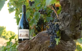 Vin et cep - Roussas © Alexandre Bienfait