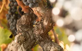 Grappe - Domaine de Grangeneuve © Alexandre Bienfait