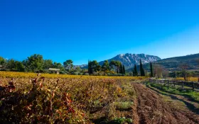 Vignoble © Château Henri Bonnaud