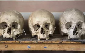 Crânes © Sophie Spiteri