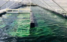 Bassin de spiruline © EARL La Perdrerie