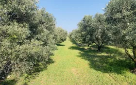 Verger d'oliviers © EARL La Perdrerie