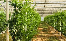 Abricotiers sous serre © EARL La Perdrerie