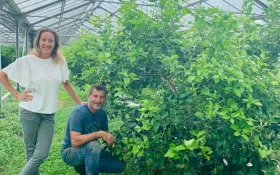 Agrumes sous serre © EARL La Perdrerie