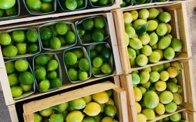 Cagette d'agrumes © EARL La Perdrerie