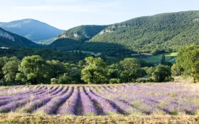  © Anna Puig Rosado-L'Essentiel de Lavande