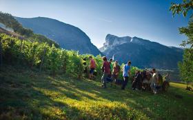 Vendanges Manuelles © Domaine Mayoussier