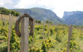 Séreines © Domaine Mayoussier