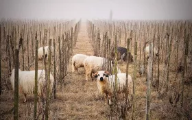 Vigne et Mouton