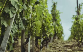  © (c) Tous droits reserves