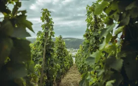  © (c) Tous droits reserves