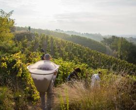 vendanges touristiques