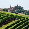 Le Beaujolais des Pierres Dorées