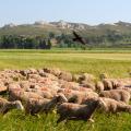 Troupeau de moutons