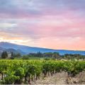 Vignoble du Ventoux