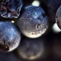 Raisins