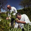 Mathias Dandine puisant dans le potager son inspiration