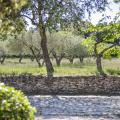Nîmes, entre oliviers et pierres sèches