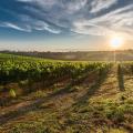 burgundy vineyards