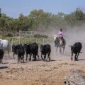 Gardian, taureaux et chevaux, Camargue