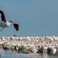Flamants roses, Camargue