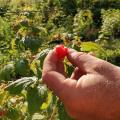 Cueillette de fruits rouges