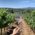 Verre de vin rosé dans les vignes du Château Henri Bonnaud