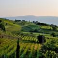 vignobles-vin-vallee-du-rhone