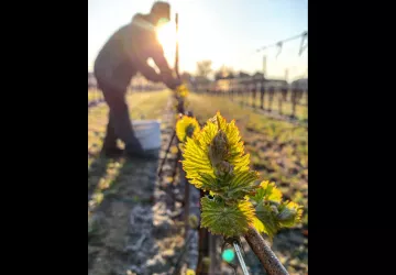 Domaine Les Amoureuses