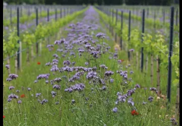 Domaine Les Amoureuses