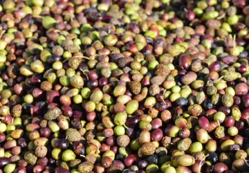 parole-dolives-bourg-saint-andeol