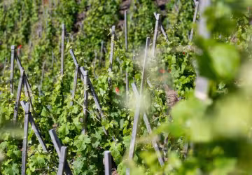Mouton Père & Fils