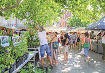 Marché nyonsais du jeudi_Nyons