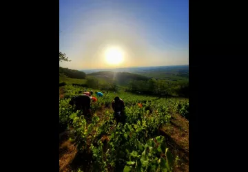 Vendanges Cote de Brouilly