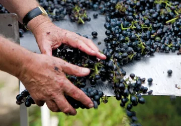 Domaine Pierre Gaillard