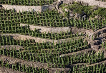 Domaine Pierre Gaillard