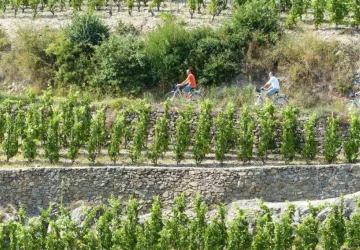Balades viticoles en vélo électrique