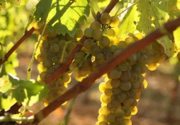 Domaine-Nicolas-Croze