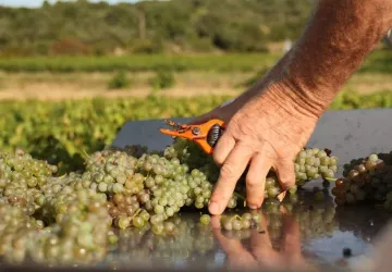 Domaine-Nicolas-Croze