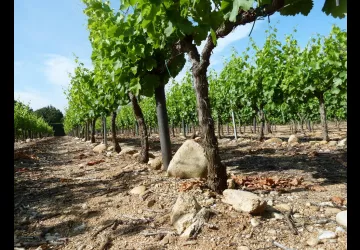Domaine-la-Croix-Blanche