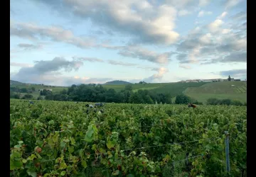 Domaine du Barvy_Odenas