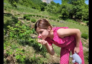 Les Aromatiques de Choranche, Rose de Damas.jpg