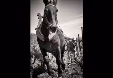 Décavaillonage avec une mule